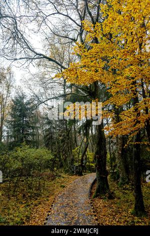 Holzsteg im Schwarzen Moor in Rhoen, Bayern, Deutschland, im Herbst nach Regen Stockfoto