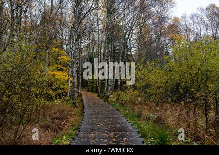 Holzsteg im Schwarzen Moor in Rhoen, Bayern, Deutschland, im Herbst nach Regen Stockfoto