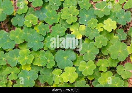 Nahaufnahme von grünem Sauerampfer, der auf dem Waldboden wächst Stockfoto