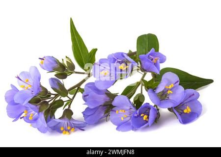 Jakobs Leiter Blumen isoliert auf weißem Hintergrund Stockfoto