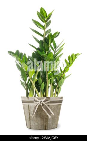 Zanzibar gem (Zamioculcas zamiifolia) Pflanze in Vase isoliert auf weißem Hintergrund Stockfoto