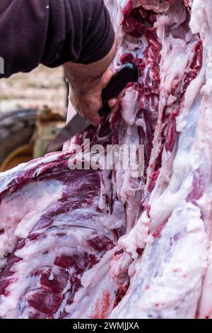 Traditionelle Schlachtung des mallorquinischen Schwarzschweins, Mallorca, Balearen, Spanien Stockfoto