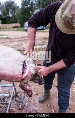 Traditionelle Schlachtung des mallorquinischen Schwarzschweins, Mallorca, Balearen, Spanien Stockfoto