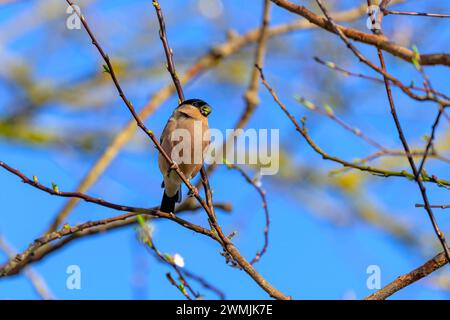 Weiblicher Bullfinch, Pyrrhula pyrrhula, auf einem Ast, der Triebe isst Stockfoto