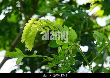 Affenschotenbaum (Samanea saman, Regenbaum, Riesenthibet, inga saman, KuhTamarinde, Ostindischer Nussbaum, Soar, Suar) natürliche Blumen Hintergrund Stockfoto