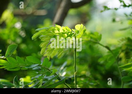 Affenschotenbaum (Samanea saman, Regenbaum, Riesenthibet, inga saman, KuhTamarinde, Ostindischer Nussbaum, Soar, Suar) natürliche Blumen Hintergrund Stockfoto