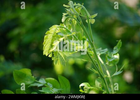 Affenschotenbaum (Samanea saman, Regenbaum, Riesenthibet, inga saman, KuhTamarinde, Ostindischer Nussbaum, Soar, Suar) natürliche Blumen Hintergrund Stockfoto