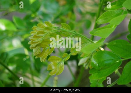 Affenschotenbaum (Samanea saman, Regenbaum, Riesenthibet, inga saman, KuhTamarinde, Ostindischer Nussbaum, Soar, Suar) natürliche Blumen Hintergrund Stockfoto