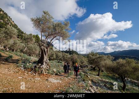 Wanderer im Olivenhain, Orient Valley, Mallorca, Balearen, Spanien Stockfoto