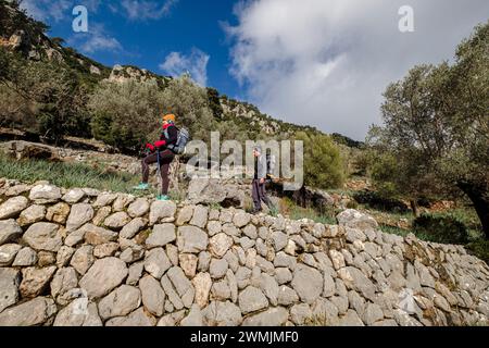 Wanderer im Olivenhain, Orient Valley, Mallorca, Balearen, Spanien Stockfoto