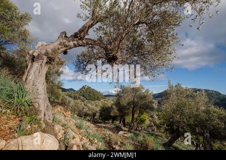 Olivenhain, Orienttal, Mallorca, Balearen, Spanien Stockfoto