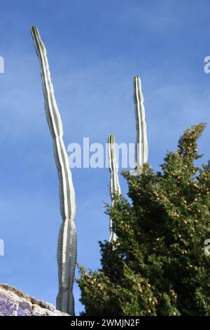 Le Cactus autour du château de Faro, Portugal Stockfoto