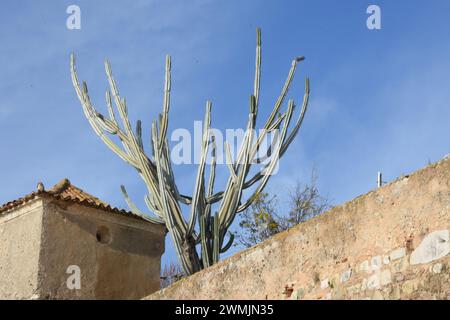 Le Cactus autour du château de Faro, Portugal Stockfoto