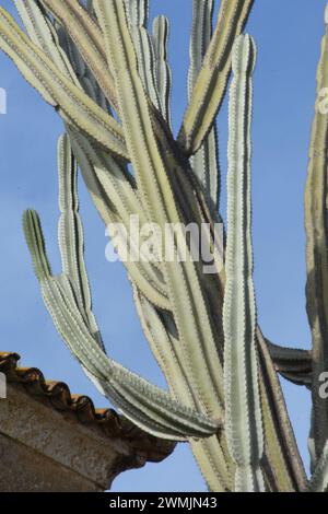 Le Cactus autour du château de Faro, Portugal Stockfoto