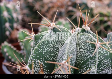 Astrophytum myriostigma, Mallorca, Balearen, Spanien Stockfoto