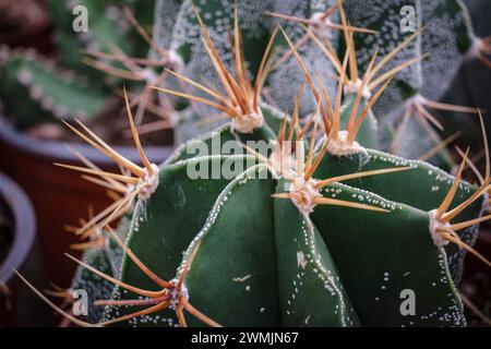 Astrophytum myriostigma, Mallorca, Balearen, Spanien Stockfoto