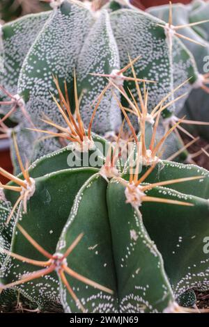 Astrophytum myriostigma, Mallorca, Balearen, Spanien Stockfoto