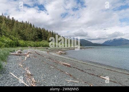 Treibholz am Strand im Chilkat State Park, Haines, Alaska, USA Stockfoto