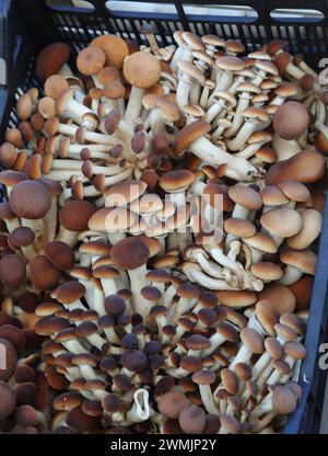 Genießbare braune und weiße Pioppino-Pilze oder Grocybe aegerita in verschiedenen Größen auf dem Markt erhältlich Stockfoto