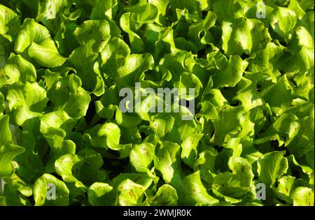 Hintergrund grüner Setzlinge mit frischen Bio-Babysalatblättern Stockfoto