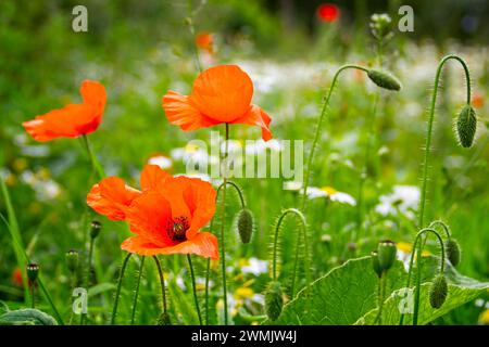 Wilder roter Mohn inmitten einer Wiese von Gänseblümchen Stockfoto