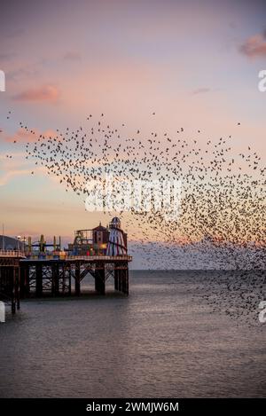 Der Tanz der Starlinge am Brighton Pier im Winter Stockfoto