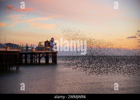 Der Tanz der Starlinge am Brighton Pier im Winter Stockfoto