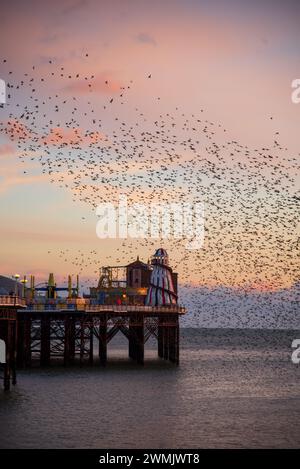 Der Tanz der Starlinge am Brighton Pier im Winter Stockfoto