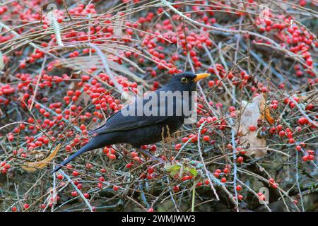 Männliche Amsel auf Nahrungssuche an einem mit roten Beeren (Turdus merula) gefüllten Cotoneaster-Busch Stockfoto