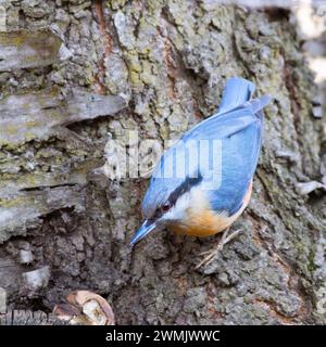 Großaufnahme der eurasischen Nackenbarsche auf Baumrinde (Sitta europaea) Stockfoto