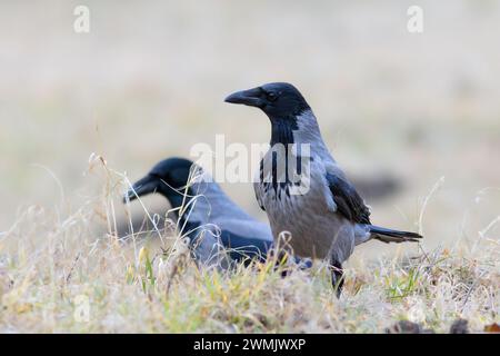 Krähen mit kapuze im verblassten Feld (Corvus corone cornix) Stockfoto