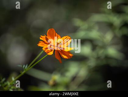 Nahaufnahme einer Blume mit flachem Fokus auf der Mitte Stockfoto