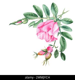Aquarell Hunderosenstrauß, Eckkomposition aus Blumen, Blättern und Beeren isoliert auf weißem Hintergrund. Botanische handgezeichnete Illustration. Stockfoto