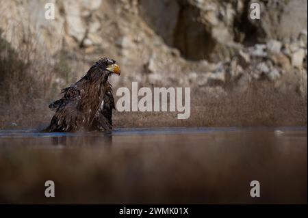 Steller's Seeadler (Haliaeetus pelagicus), auch bekannt als Pazifikadler oder Weißschulteradler. Stockfoto