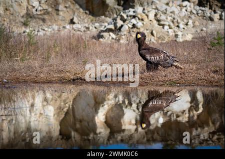 Steller's Seeadler (Haliaeetus pelagicus), auch bekannt als Pazifikadler oder Weißschulteradler. Stockfoto