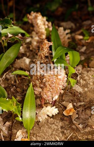 Lathraea squamaria „häufiges Zahnkraut“ Stockfoto