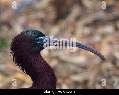 Ein Nahaufnahme-Porträt eines außergewöhnlich glamourösen Ibis mit leuchtend schillerndem Gefieder. Stockfoto