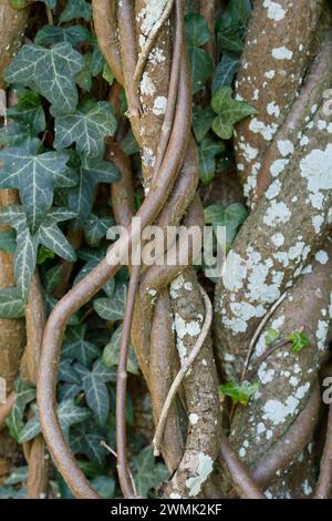 Verdrehte Stämme und Reben mit englischer Ivy Hedera Helix und blassen Flechten Stockfoto