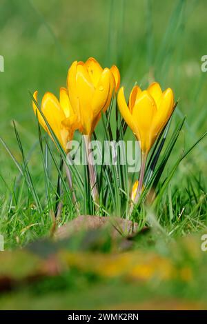 Frühlingskrokusse blühen auf einem Rasen Stockfoto