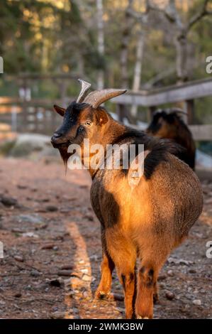 Nahaufnahme der Bezoarziege. Ein brauner Capra hircus. Im Freien. Stockfoto