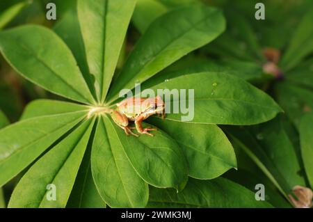 Frosch auf Frühlingslaub, Discover Park, Magnolia, Seattle, WA Stockfoto