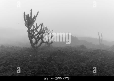 Trockene und dunkle Landschaft mit einigen Kakteen auf dem Vulkan Sierra Negra auf Isabela Island, Galapagos. Stockfoto