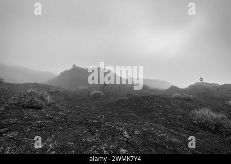 Trockene und dunkle Landschaft mit wenig Vegetation auf dem Vulkan Sierra Negra auf Isabela Island, Galapagos. Stockfoto