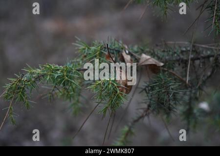 Juniper, der Formosan juniper (Juniperus formosana) Stockfoto