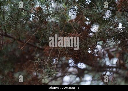 Wacholder, der Tempel wacholder (Juniperus rigida) Stockfoto