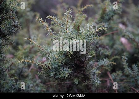 Wacholder, der Tempel wacholder (Juniperus rigida) Stockfoto