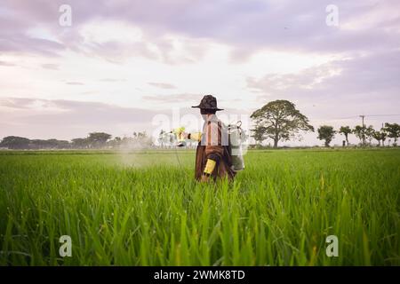 Senior männlicher Farmer sprüht Pestizide auf Reisfeld. Landschaft indonesischer Bauer mit Schönheit Natur Stockfoto