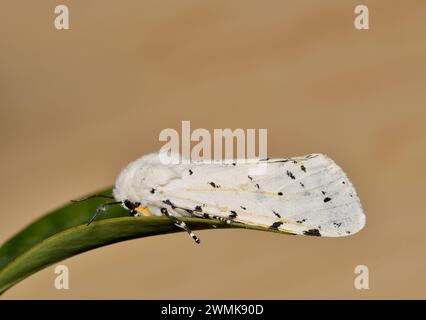 Salt Marsh Moth (Estigmene acrea) männlich auf einem Blatt, Seitenansicht mit Kopierraum. Häufige Insektenarten in den USA, Mexiko und Kolumbien. Stockfoto