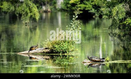 Landschaftsfotografie des Merchants Millpond in North Carolina mit zwei Hühnerschildkröten (Deirochelys Reticularia), monochromgrün, 16:9 Stockfoto