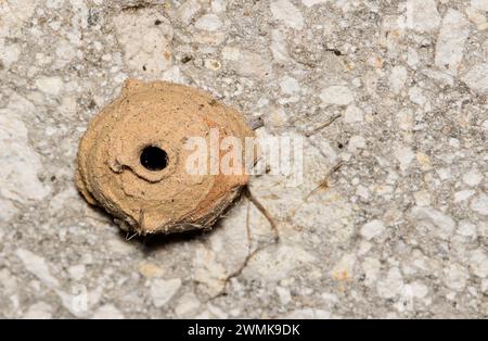 Potter Wespennest aus Schlamm an einer Wand außen angebracht. Auch Mason Wesps genannt. Makrobild mit Kopierbereich. Stockfoto